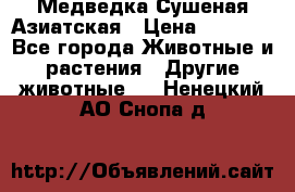 Медведка Сушеная Азиатская › Цена ­ 1 400 - Все города Животные и растения » Другие животные   . Ненецкий АО,Снопа д.